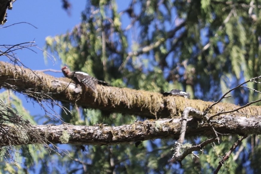 Red-breasted Sapsucker - ML640151951