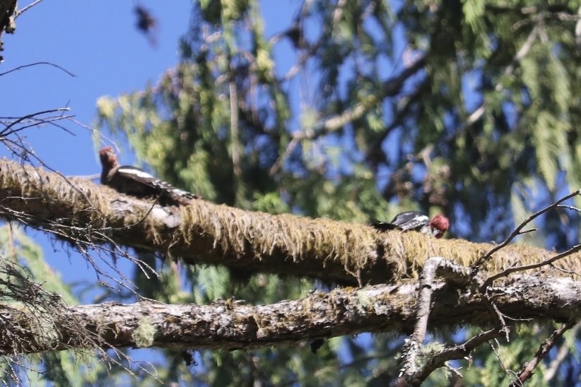 Red-breasted Sapsucker - ML640151952