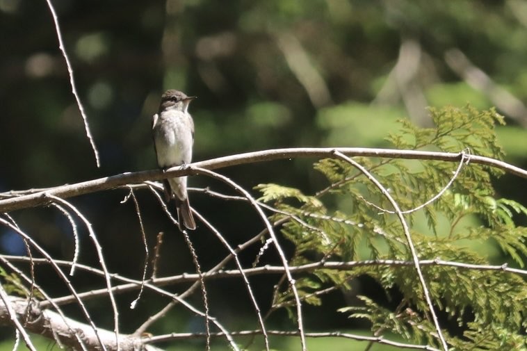 Western Wood-Pewee - ML640151957