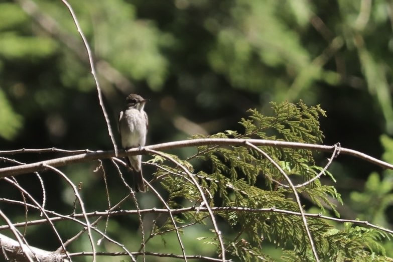 Western Wood-Pewee - ML640151958