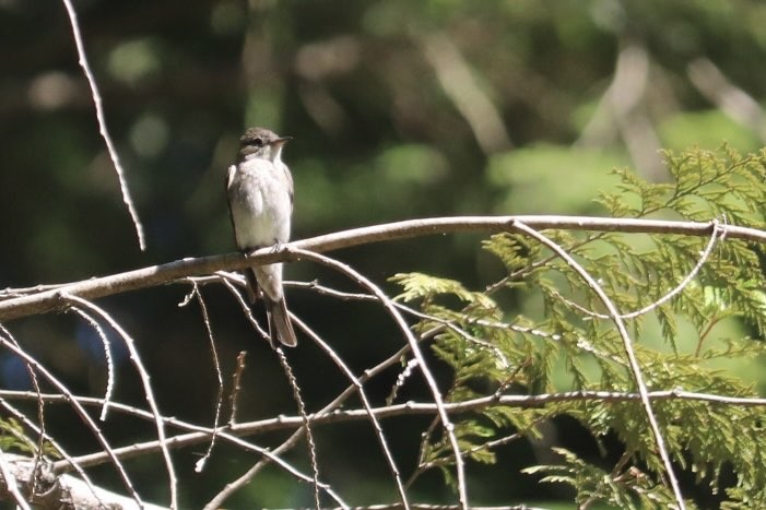 Western Wood-Pewee - ML640151959