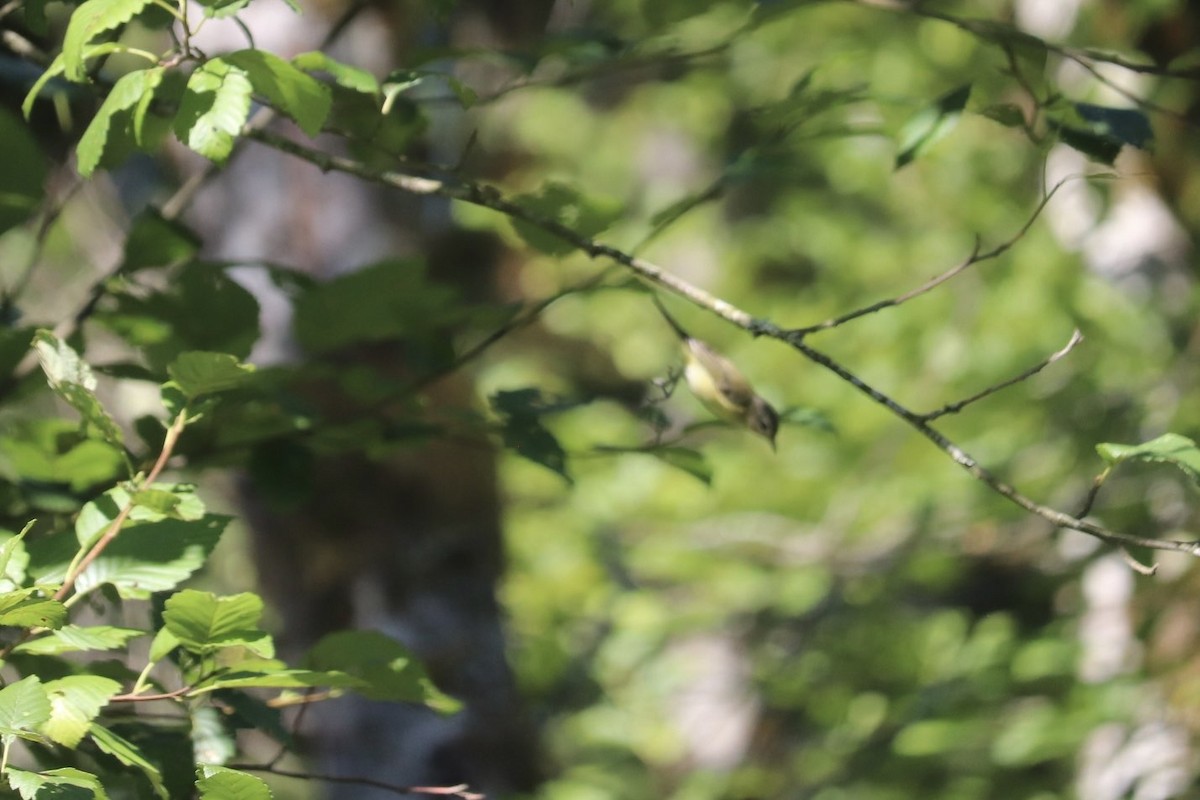 Western Warbling Vireo - ML640151968