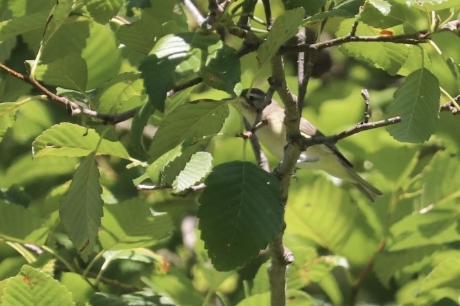 Western Warbling Vireo - ML640151969