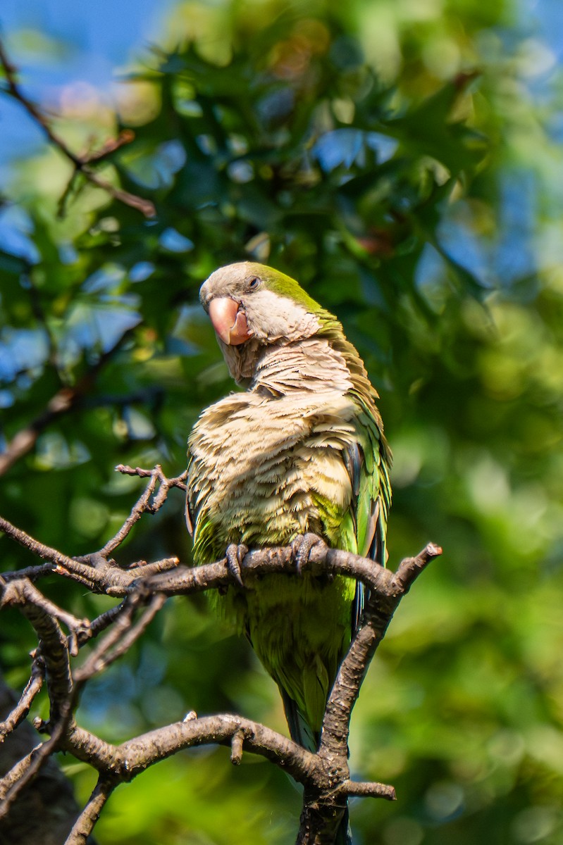 Monk Parakeet (Monk) - ML640152004