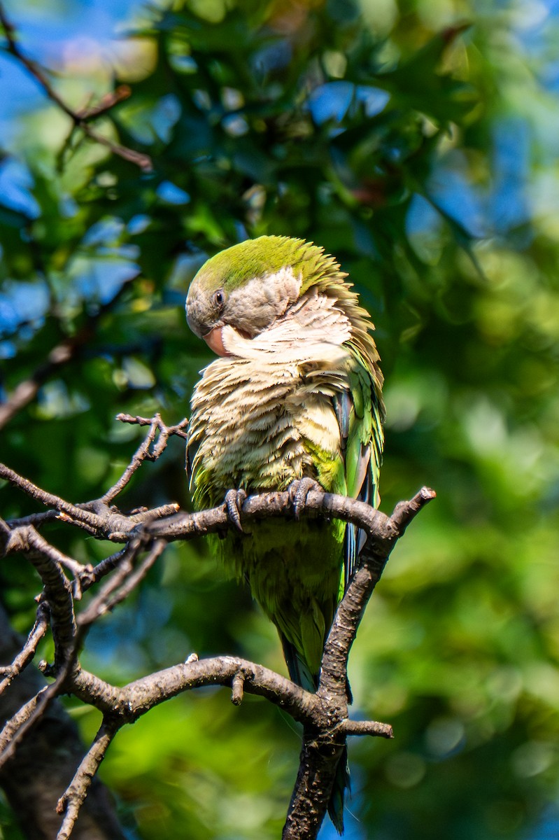 Monk Parakeet (Monk) - ML640152005