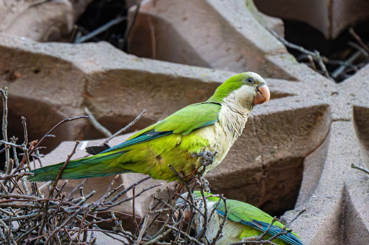 Monk Parakeet (Monk) - ML640152006