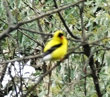 American Goldfinch - ML640152037