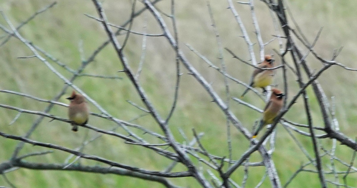 Cedar Waxwing - ML640152052