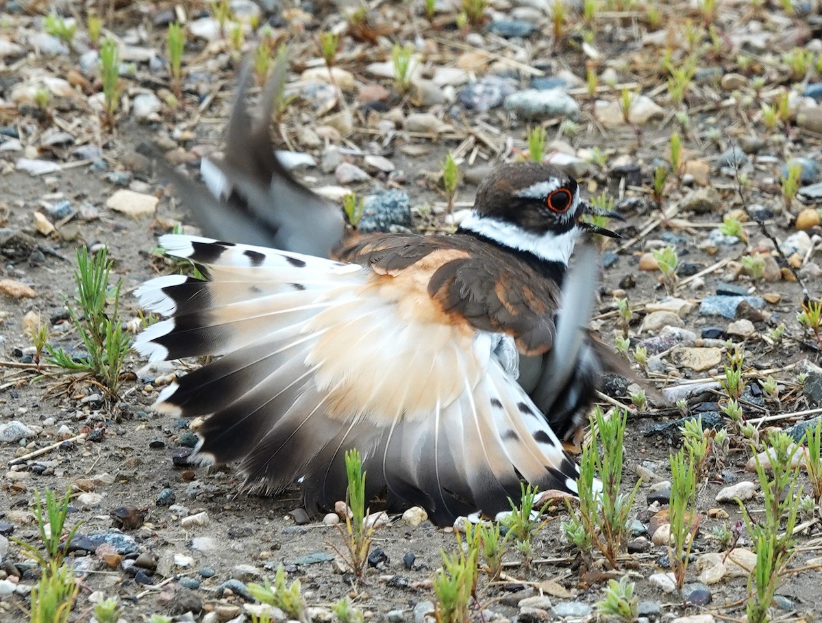 Killdeer - ML640152066