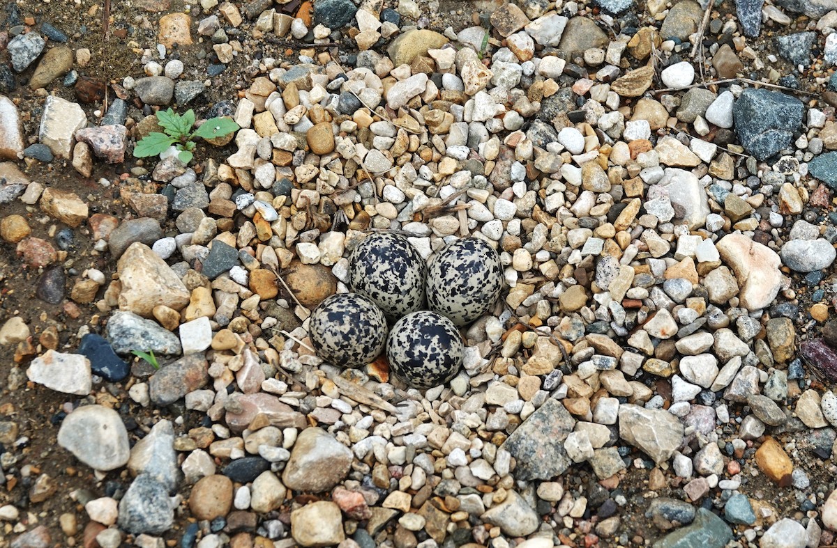 Killdeer - ML640152067
