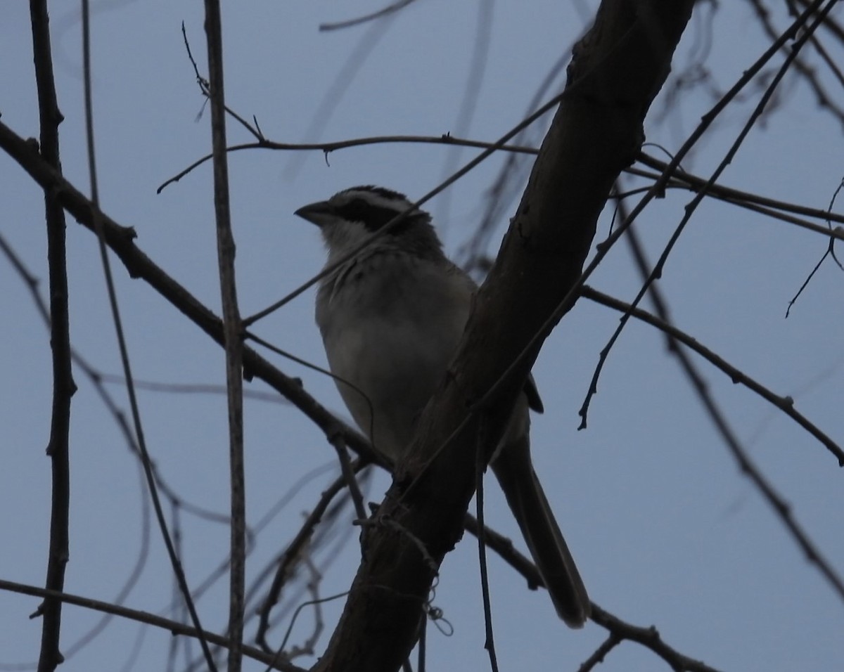 Stripe-headed Sparrow - ML640152111