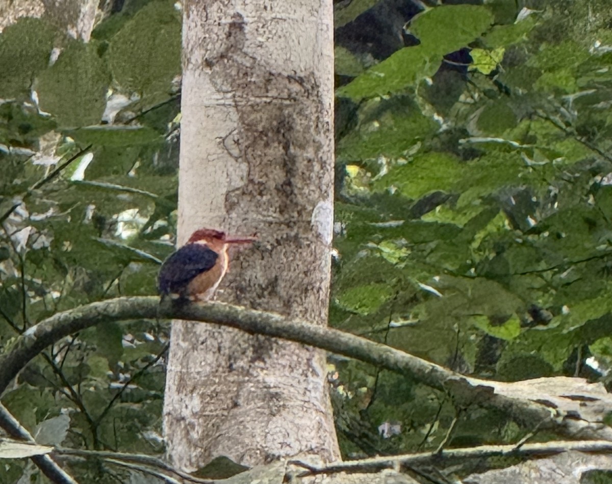 African Dwarf Kingfisher - ML640152165