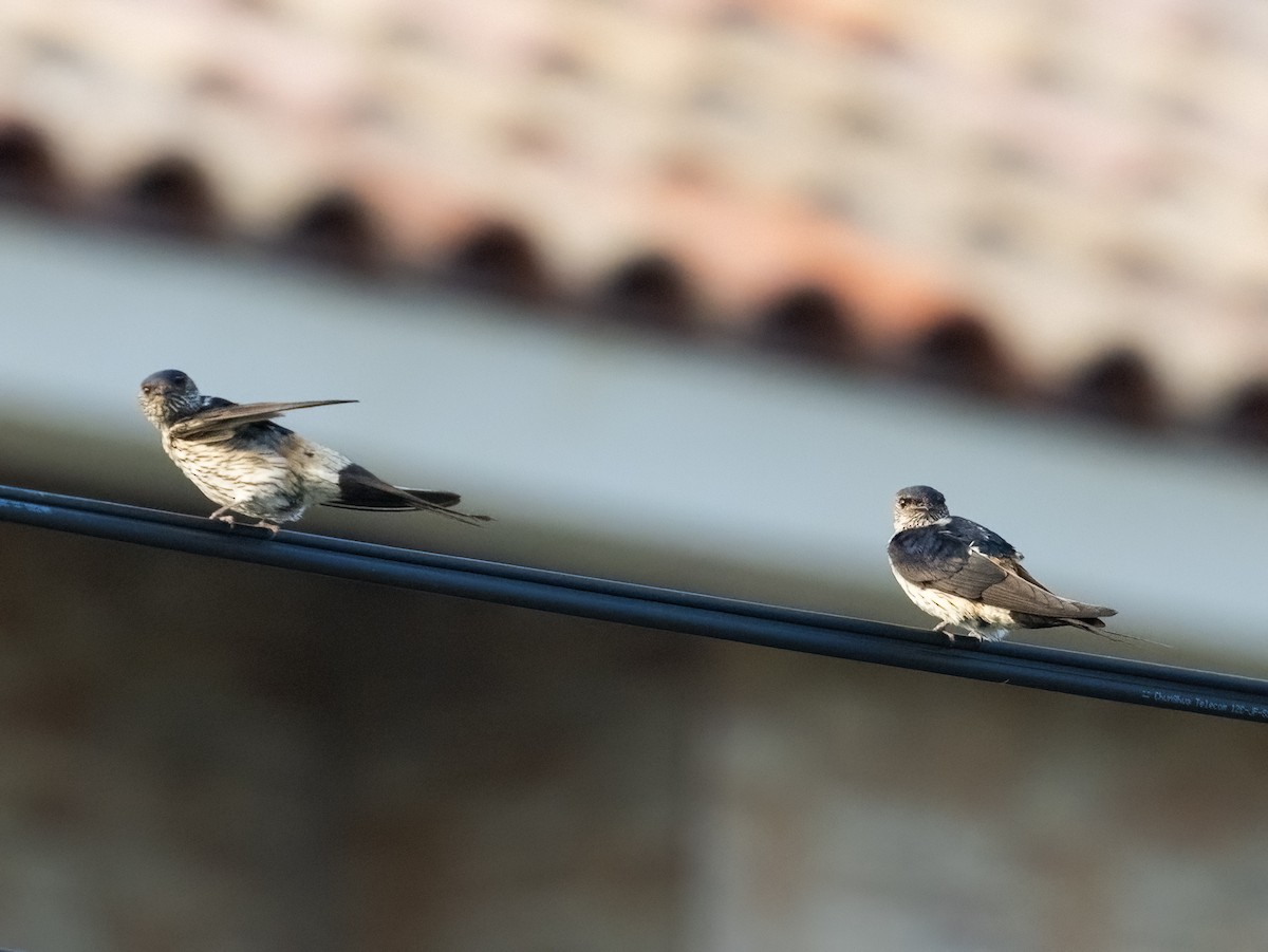 Eastern Red-rumped Swallow (Striated) - ML640152166