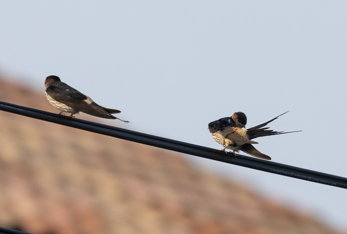 Eastern Red-rumped Swallow (Striated) - ML640152167