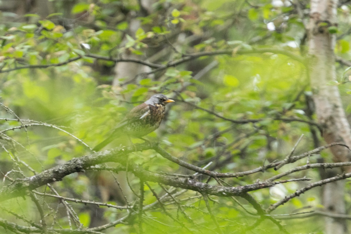 Fieldfare - ML640152195