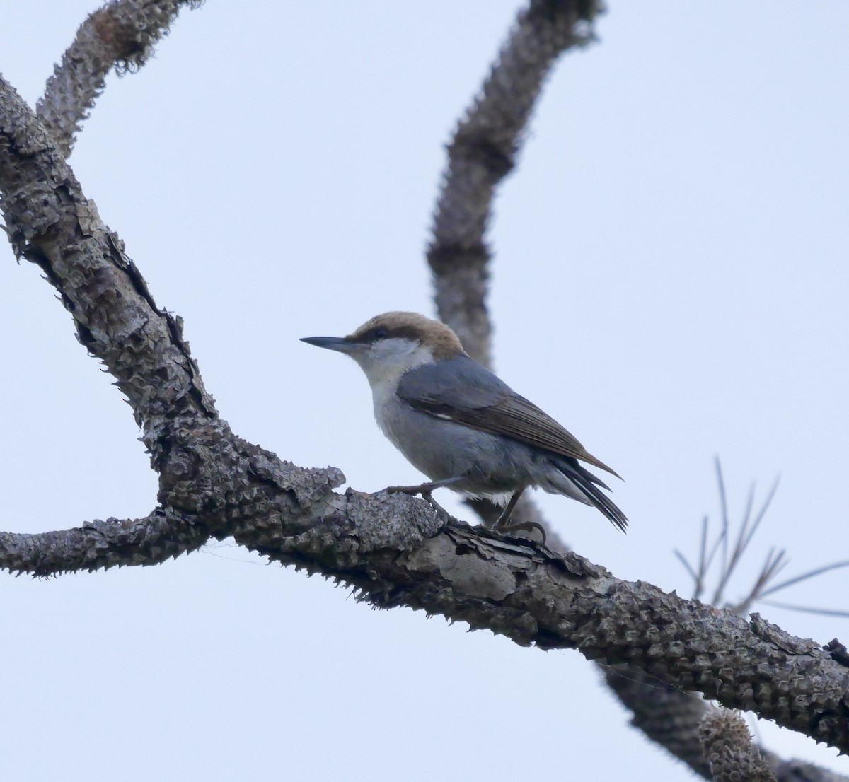 Brown-headed Nuthatch - ML640152198