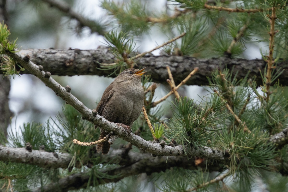 Eurasian Wren - ML640152199