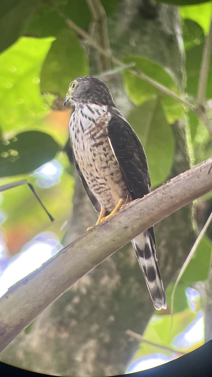 Double-toothed Kite - ML640152290