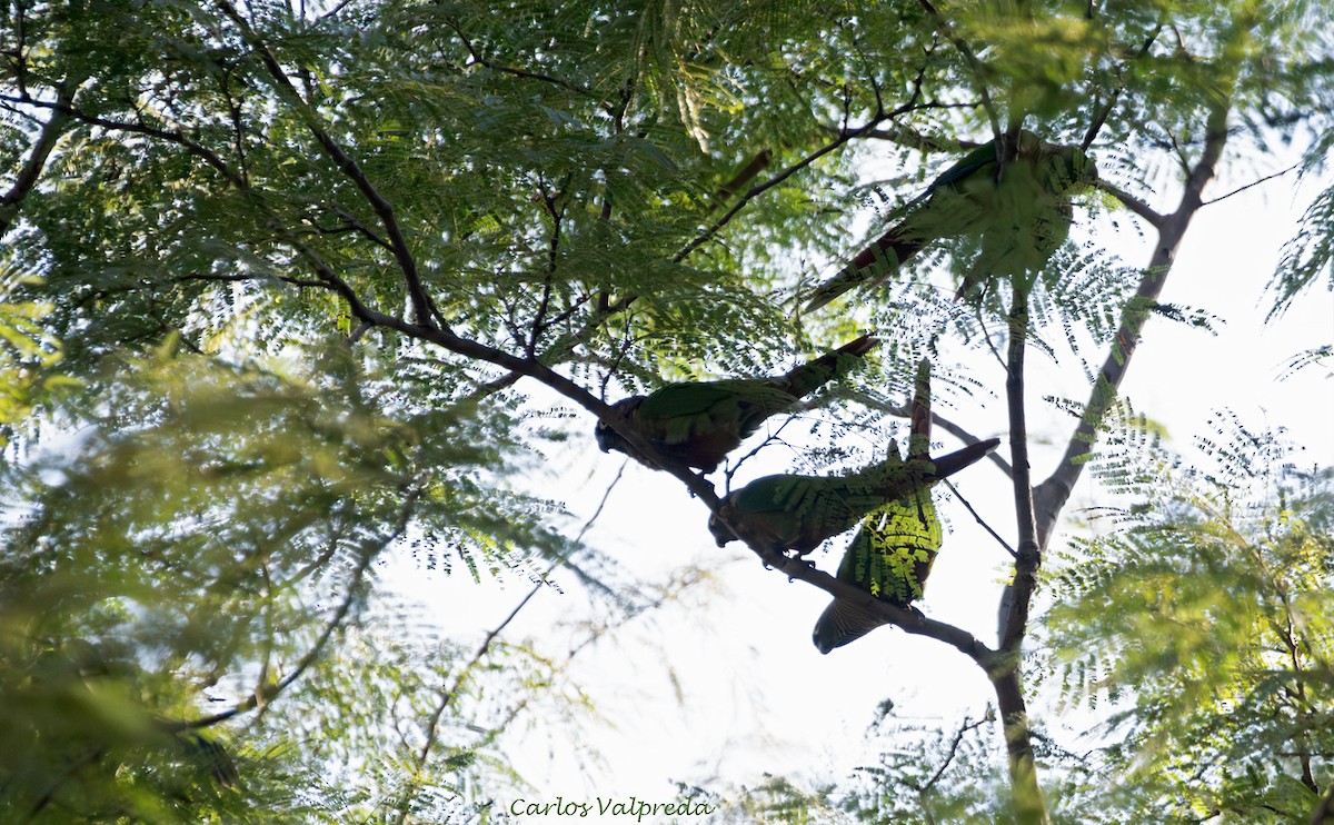 Green-cheeked Parakeet - ML640152368