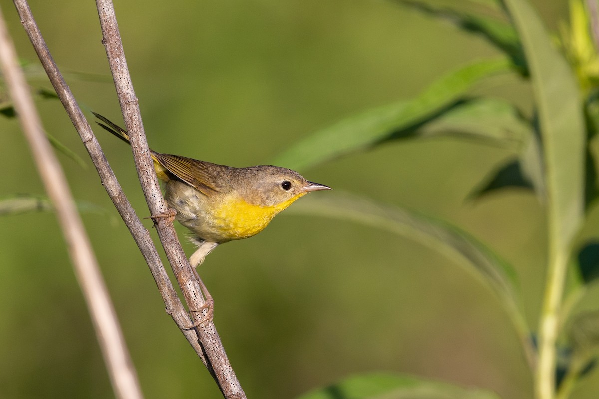 Common Yellowthroat - ML640152375