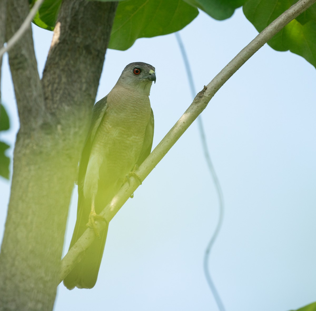 Shikra - ML640152417