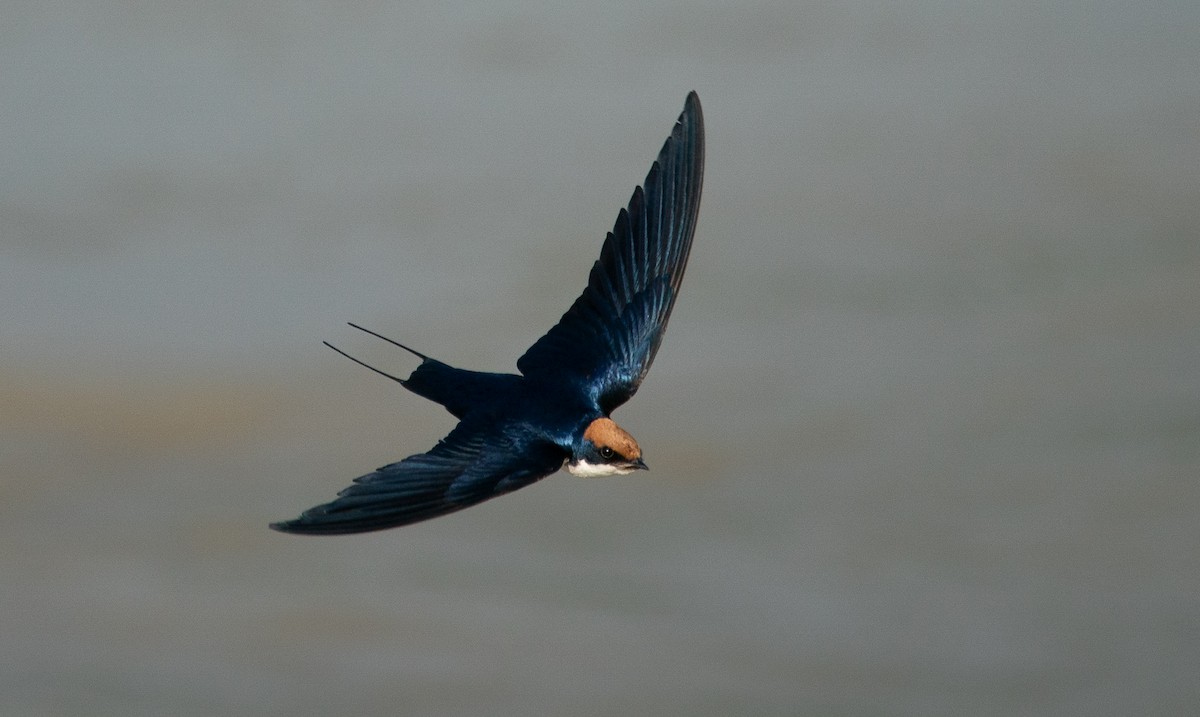 Wire-tailed Swallow - ML640152428