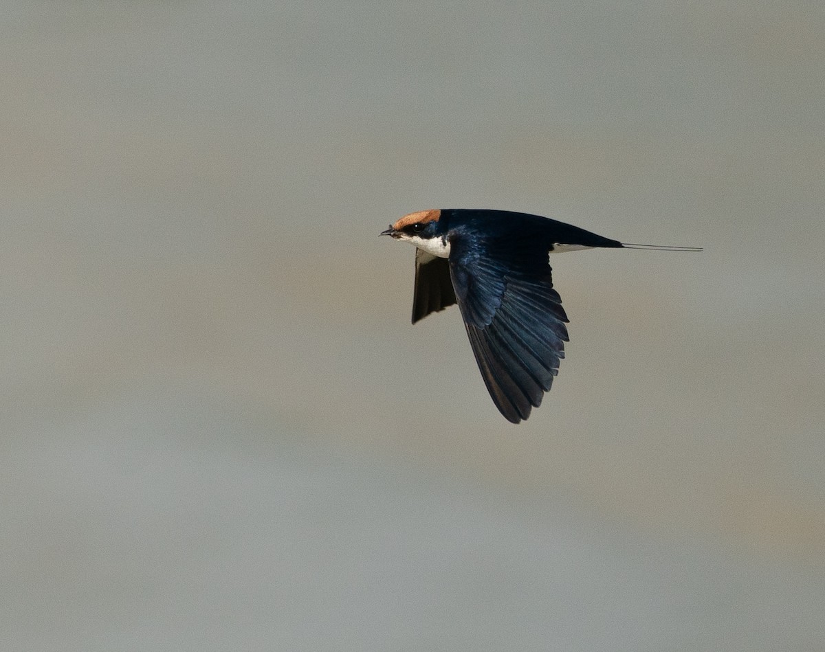 Wire-tailed Swallow - ML640152429