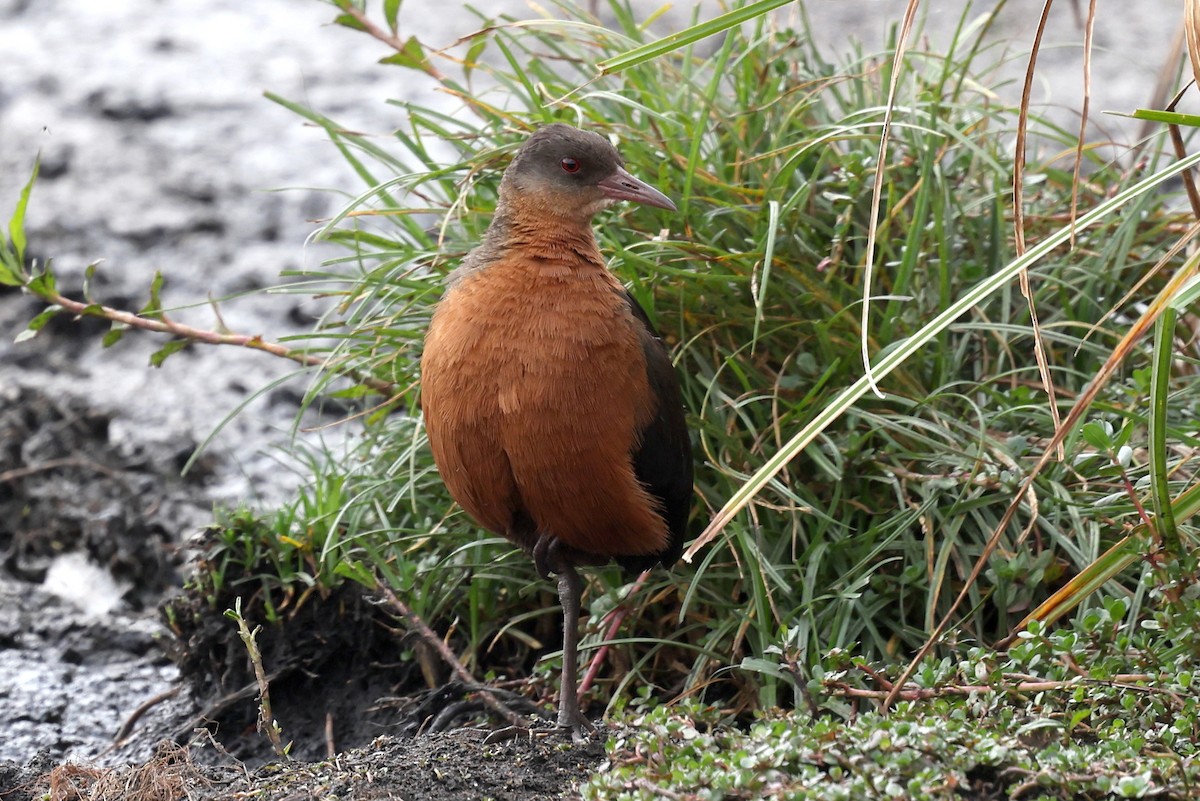 Rouget's Rail - ML640152458