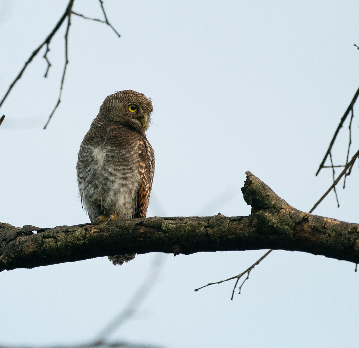 Jungle Owlet - ML640152459