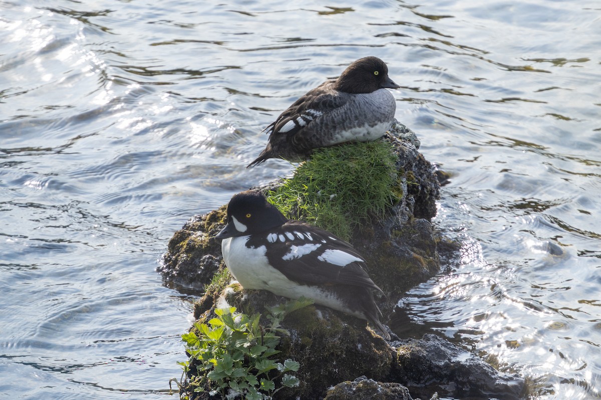 Barrow's Goldeneye - ML640152460