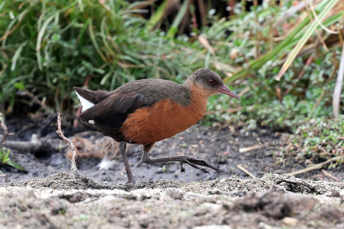 Rouget's Rail - ML640152464