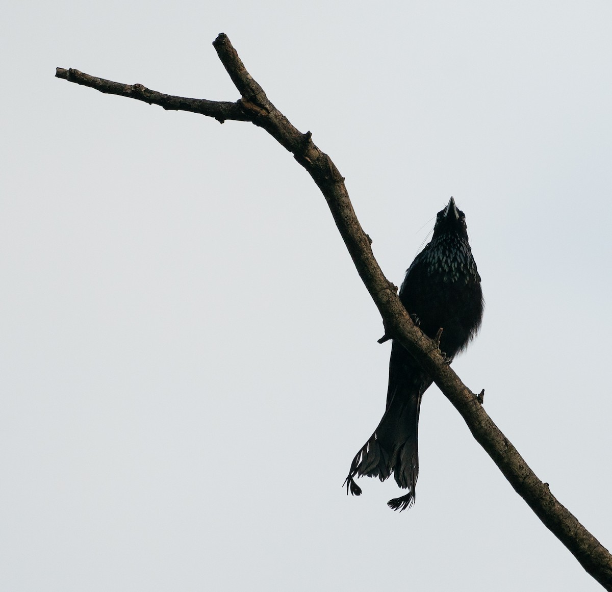 Hair-crested Drongo - ML640152472