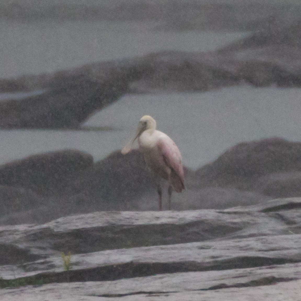 Roseate Spoonbill - ML640152544