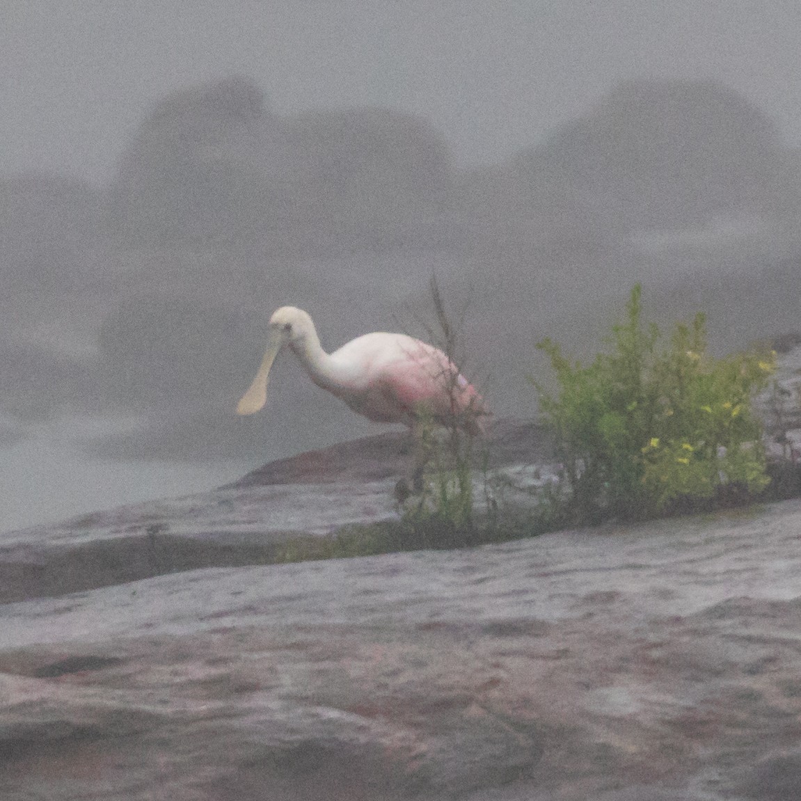 Roseate Spoonbill - ML640152545