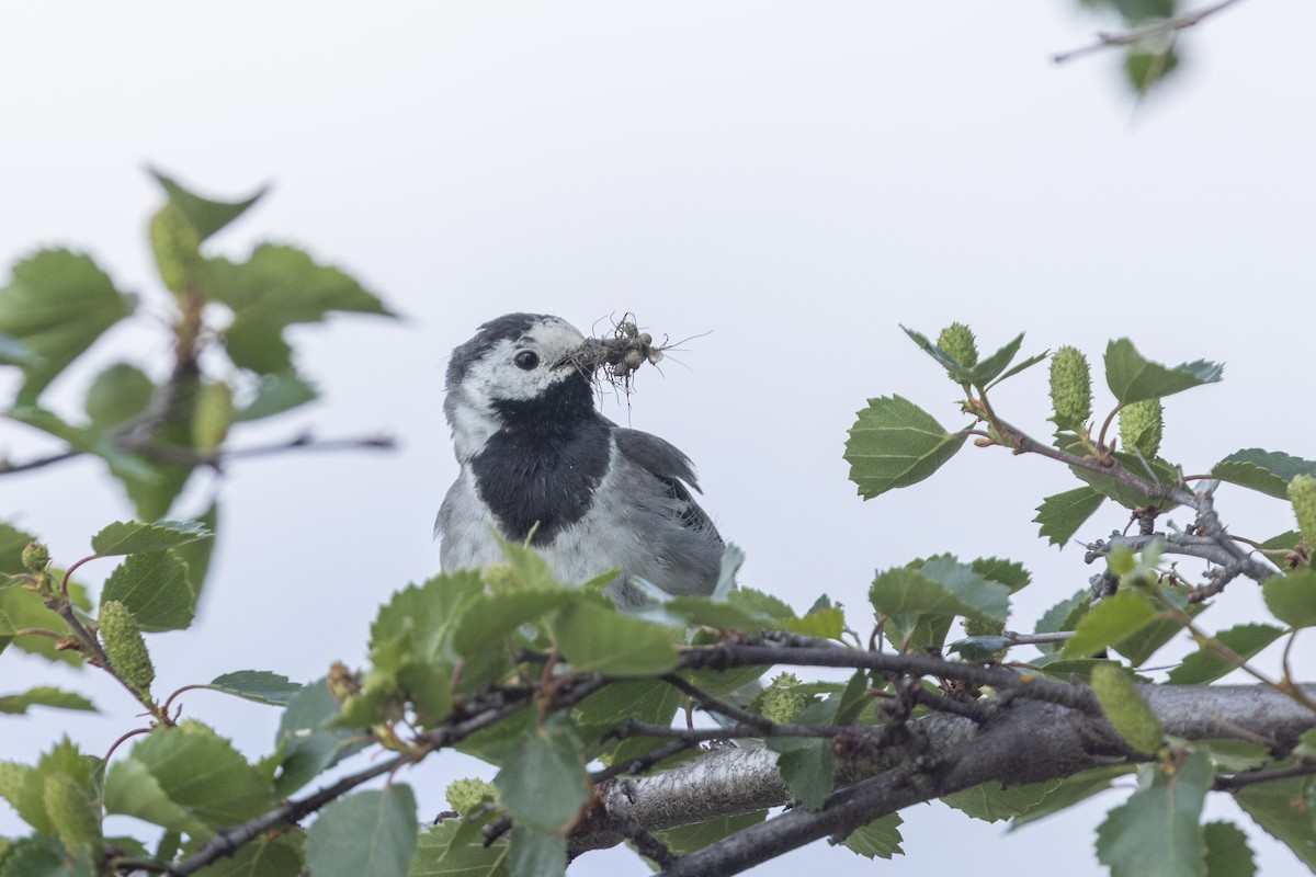 White Wagtail - ML640152596
