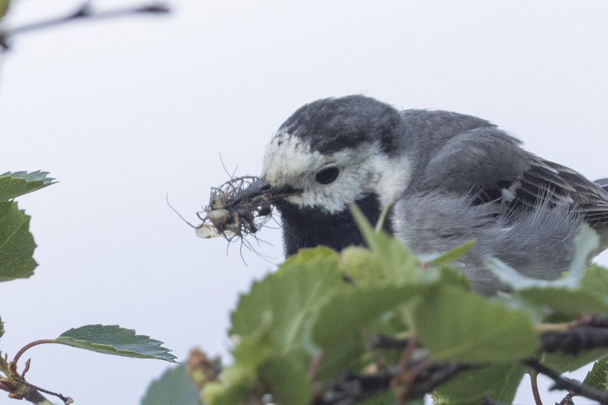White Wagtail - ML640152617