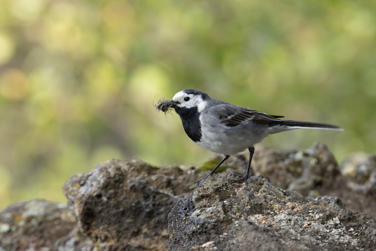 White Wagtail - ML640152618