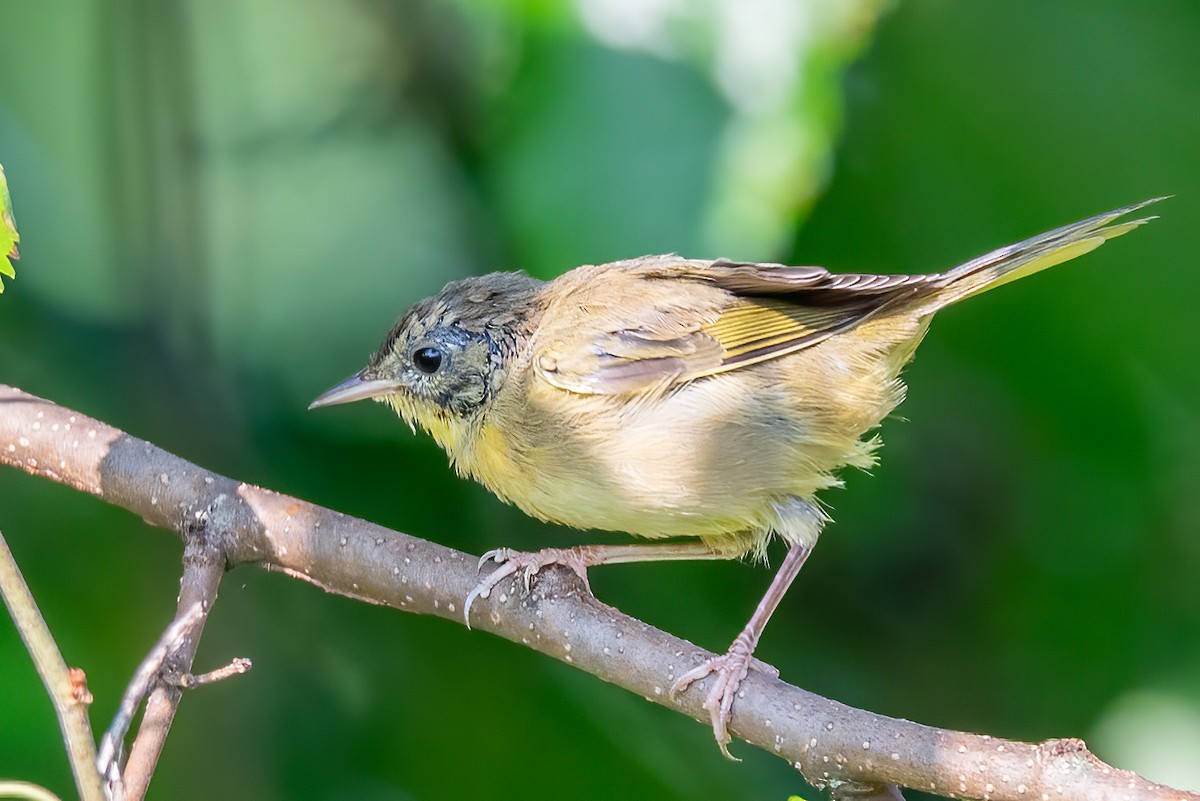Common Yellowthroat - ML640152668