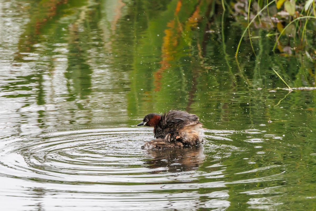 Little Grebe - ML640152717