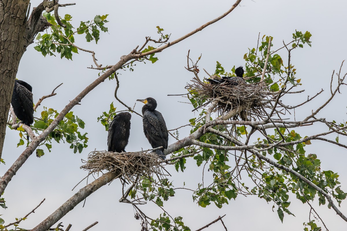 Great Cormorant - ML640152720