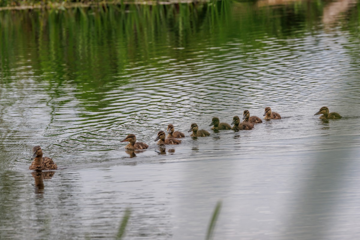 Mallard - ML640152723