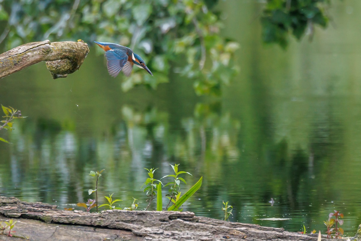 Common Kingfisher - ML640152729