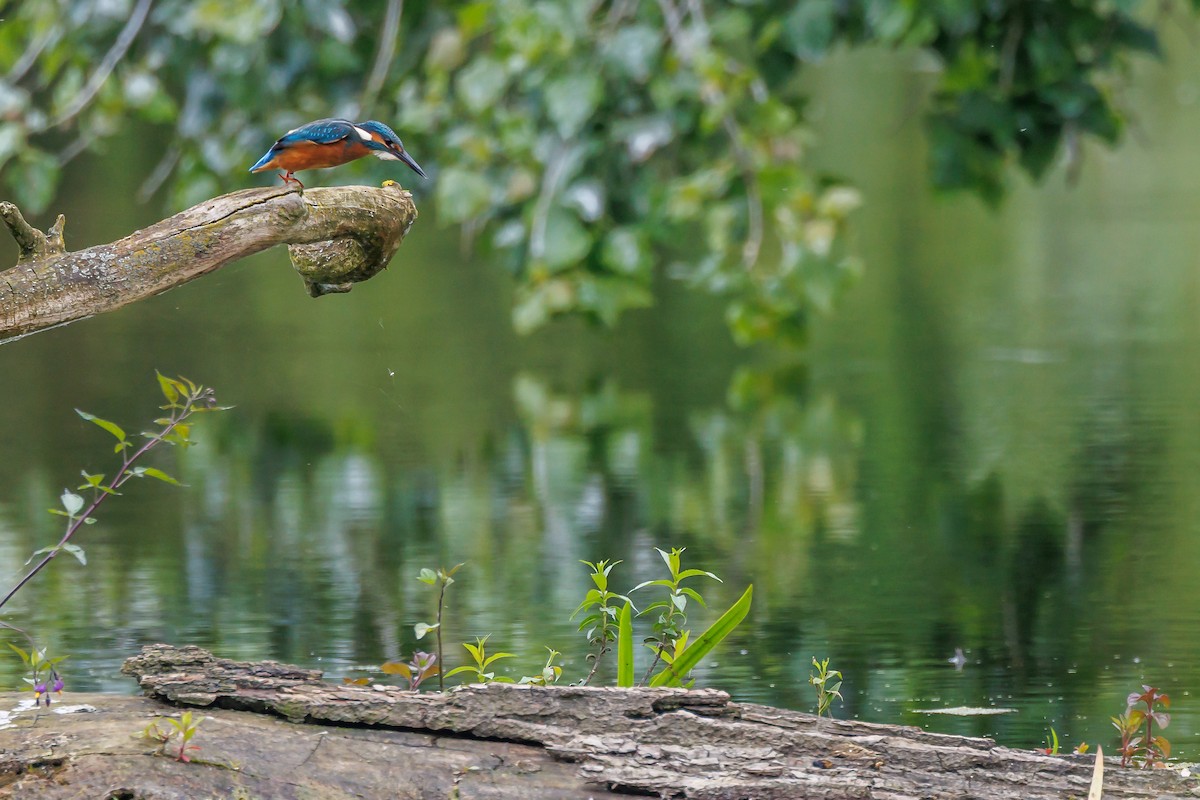 Common Kingfisher - ML640152730