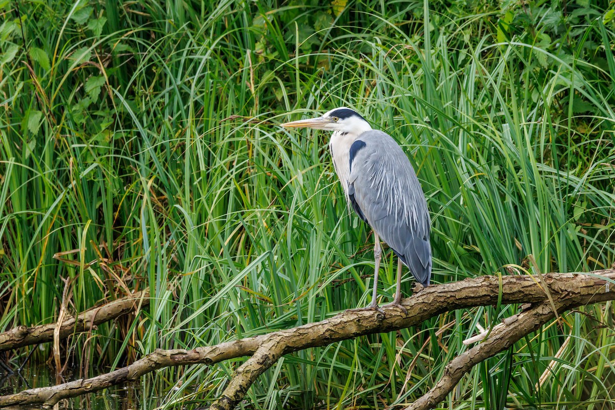 Gray Heron - ML640152733
