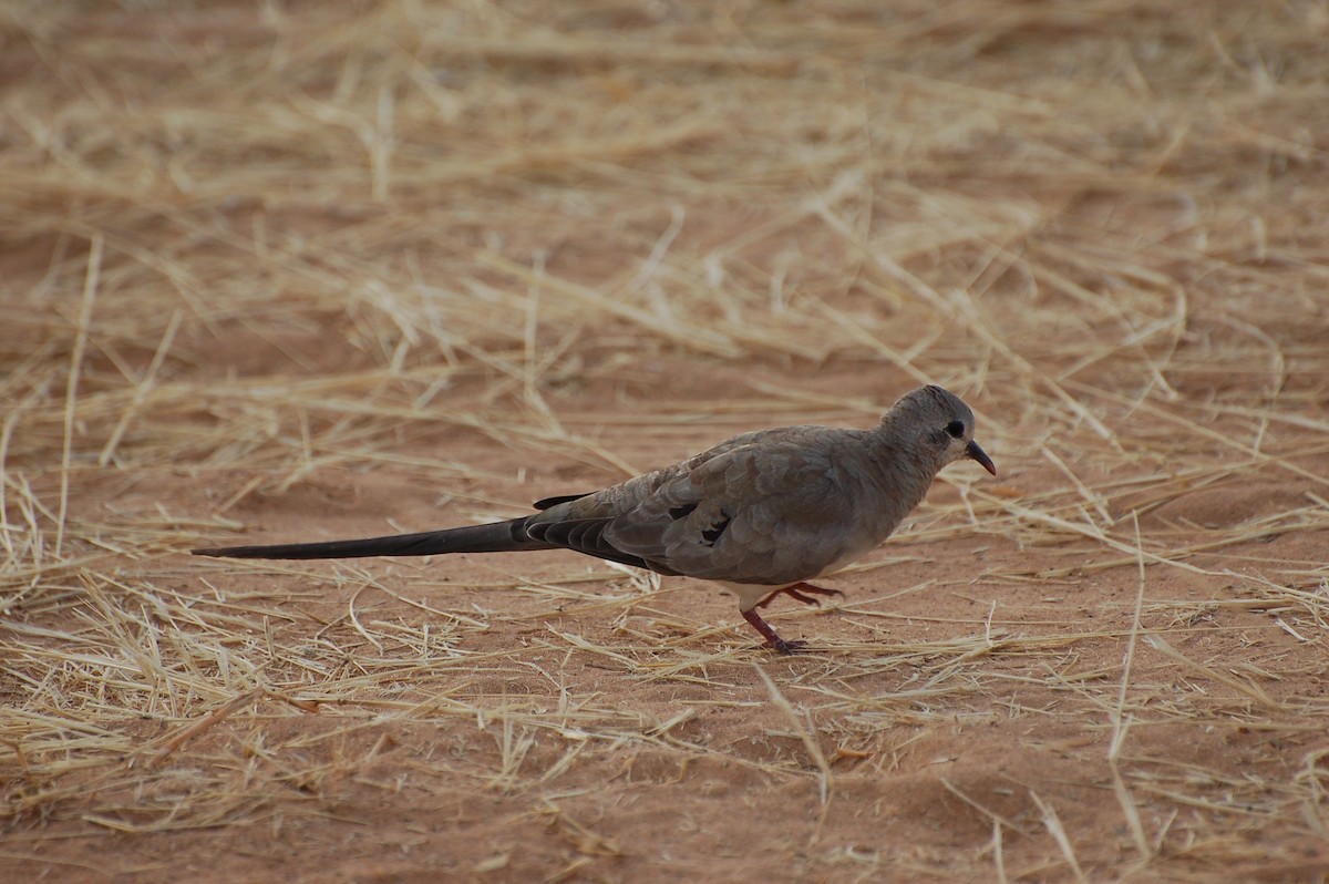 Namaqua Dove - ML640152734