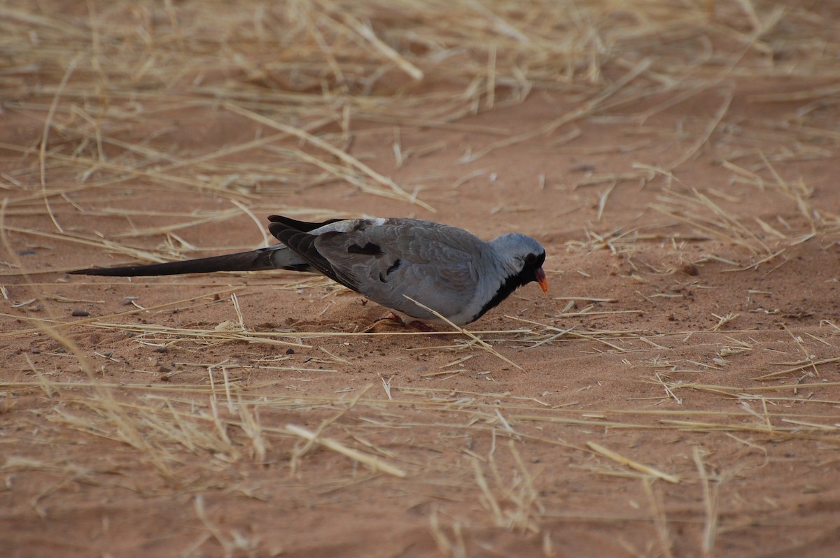 Namaqua Dove - ML640152735