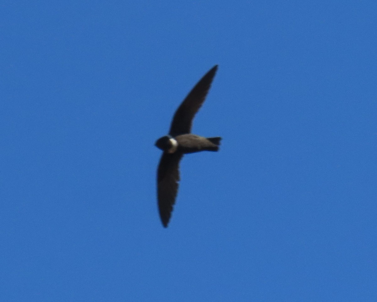 White-collared Swift - ML640152756