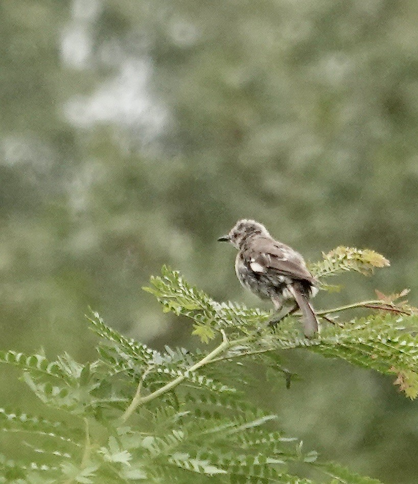 Northern Mockingbird - ML640152776