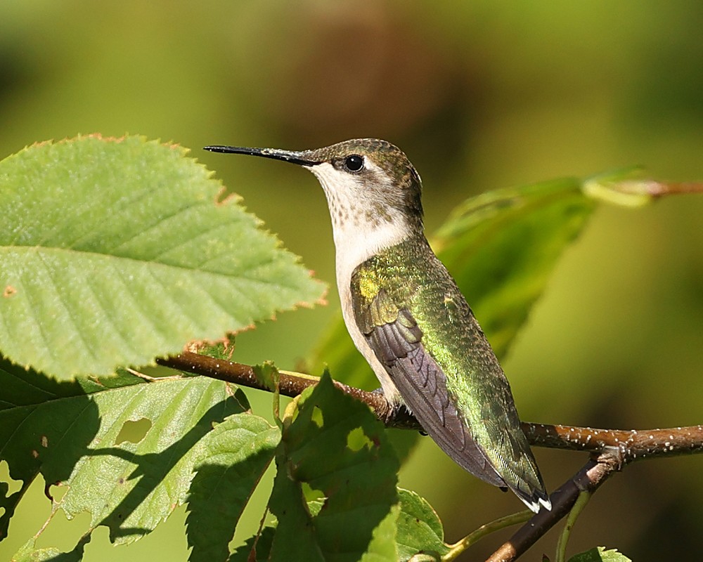 Ruby-throated Hummingbird - ML640152870