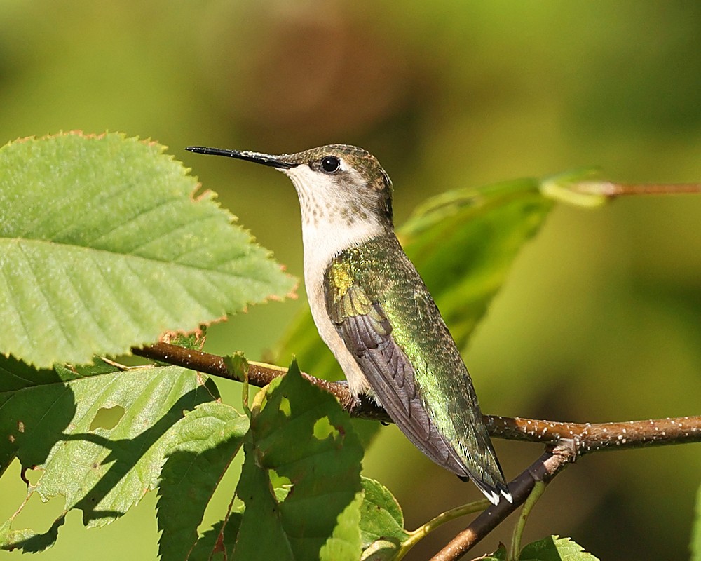 Ruby-throated Hummingbird - ML640152875